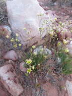 Image of Mojave Sandwort