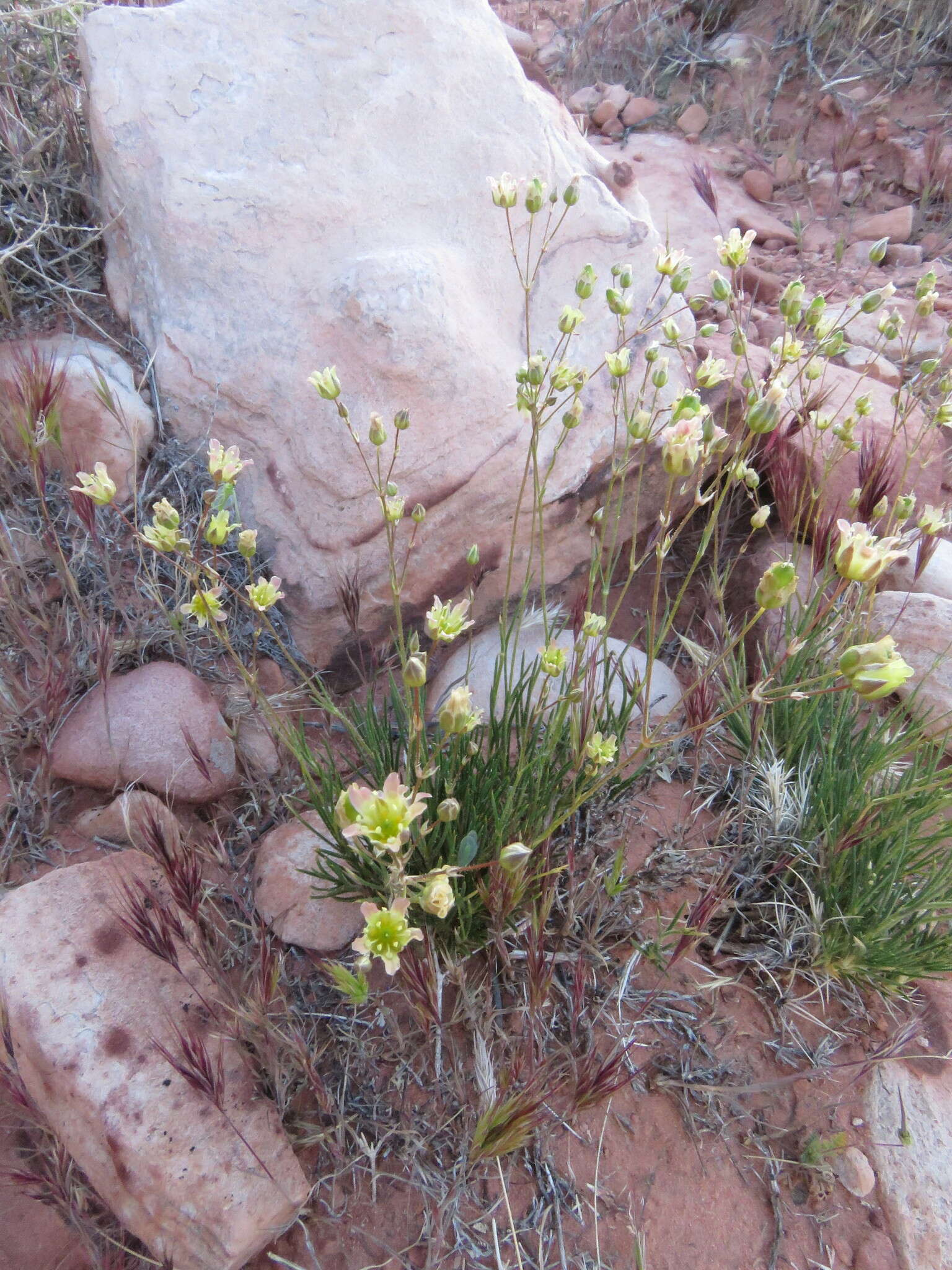 Image of Mojave Sandwort