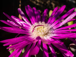 Слика од Cephalophyllum curtophyllum (L. Bol.) Schwant.