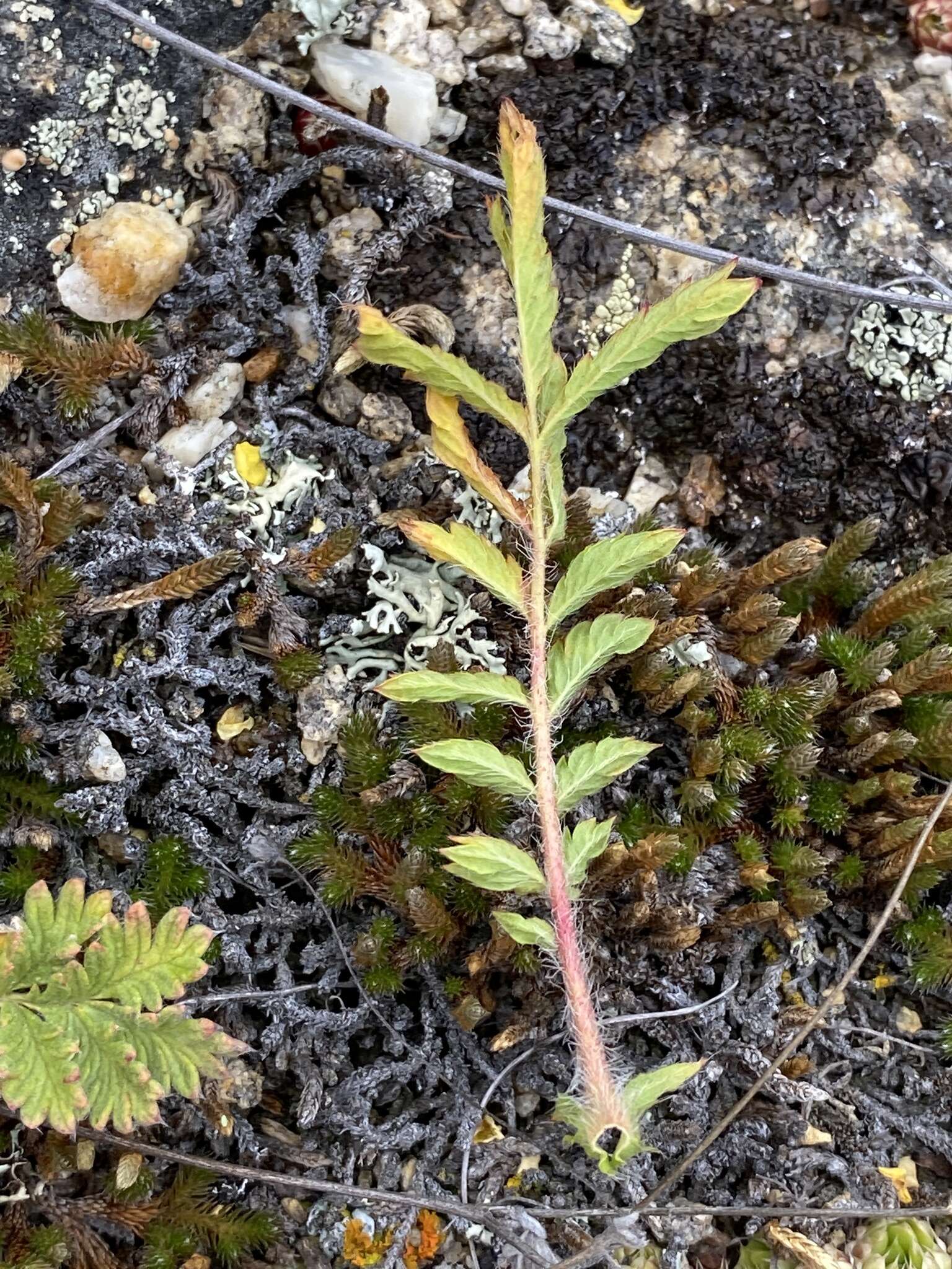 Imagem de Potentilla tanacetifolia