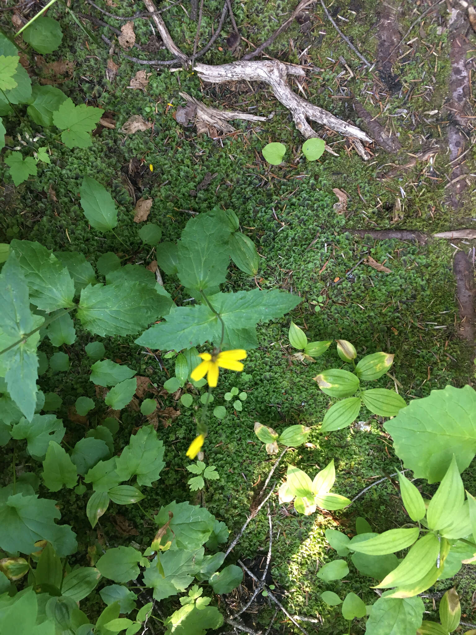 Слика од Arnica latifolia Bongard