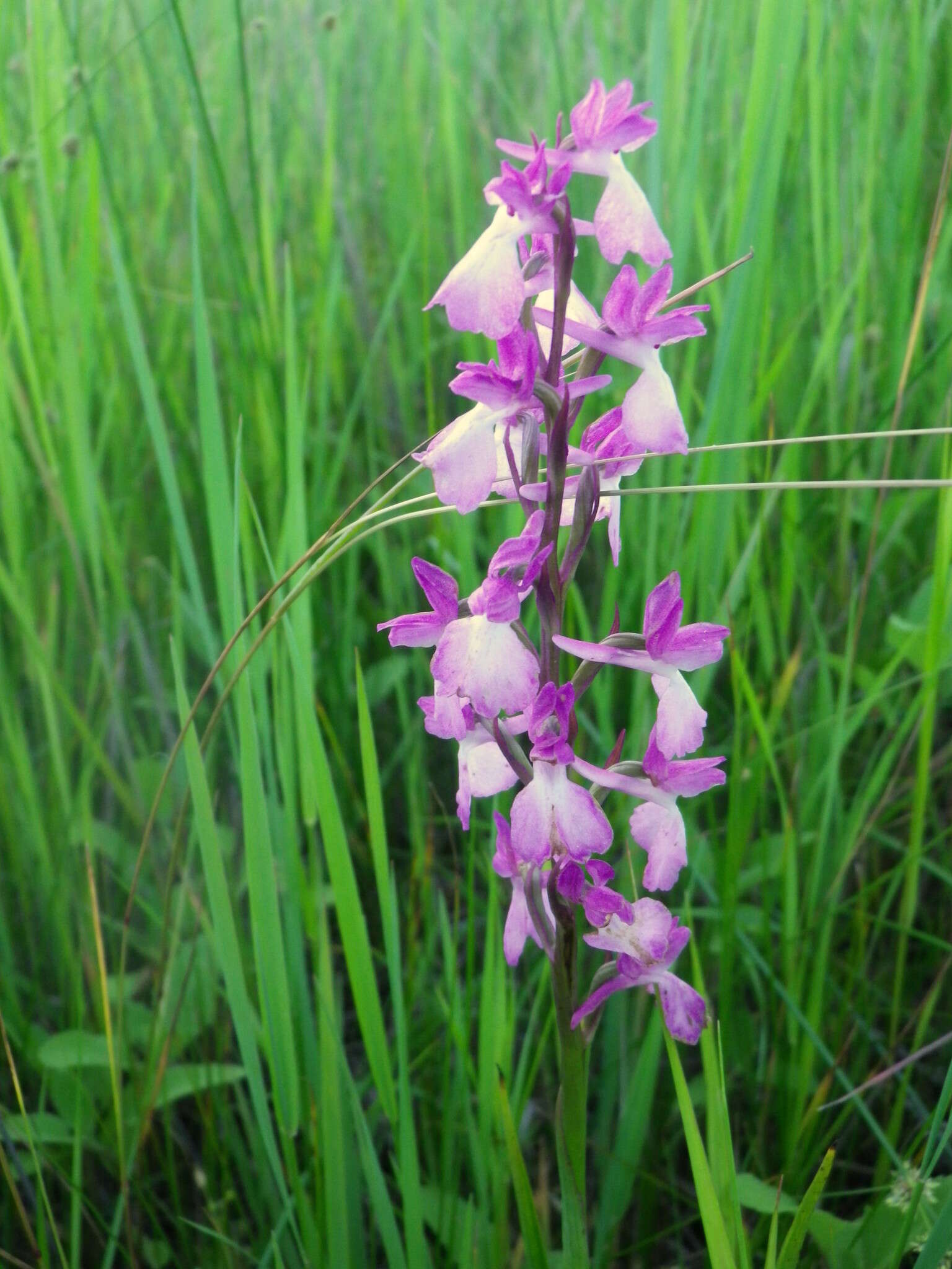 Image of Anacamptis palustris subsp. elegans (Heuff.) R. M. Bateman, Pridgeon & M. W. Chase