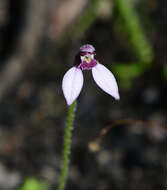 Image of Eriochilus scaber Lindl.