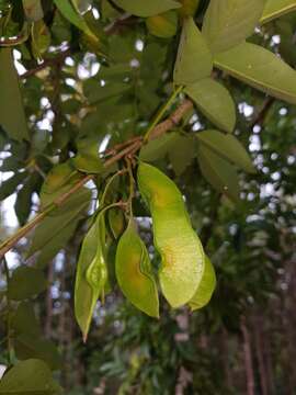 Imagem de Lonchocarpus parviflorus Benth.