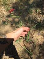 Image of Freesia laxa subsp. laxa