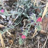 Echium angustifolium subsp. angustifolium的圖片