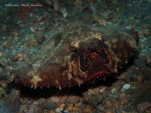 Image of Redbellied batfish