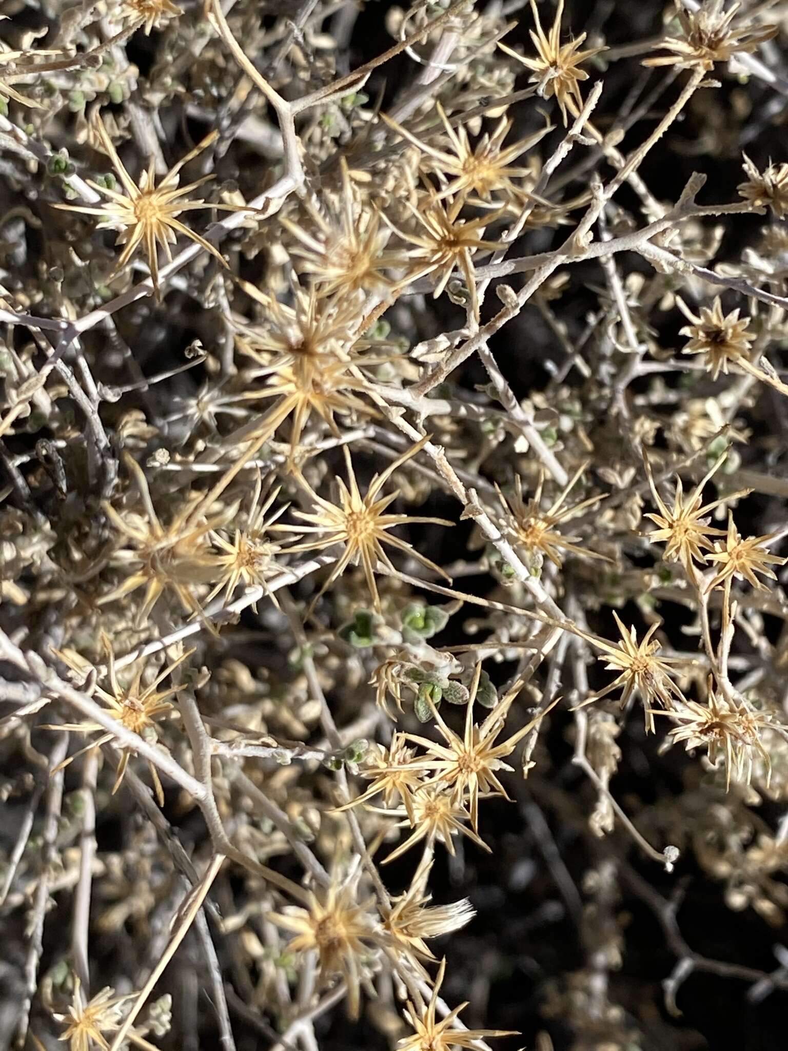 Image of shrubby brickellbush