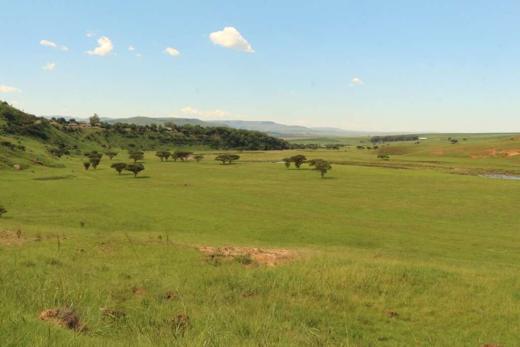 Image of Vachellia sieberiana (DC.) Kyal. & Boatwr.