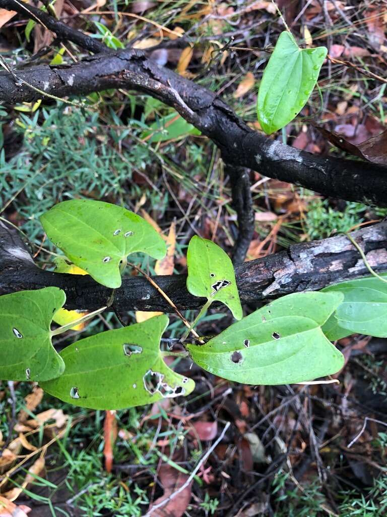 Dioscorea transversa R. Br. resmi