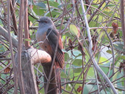 Image of Plaintive Cuckoo