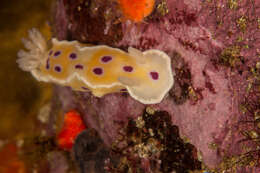 Image of Ceratosoma ingozi Gosliner 1996