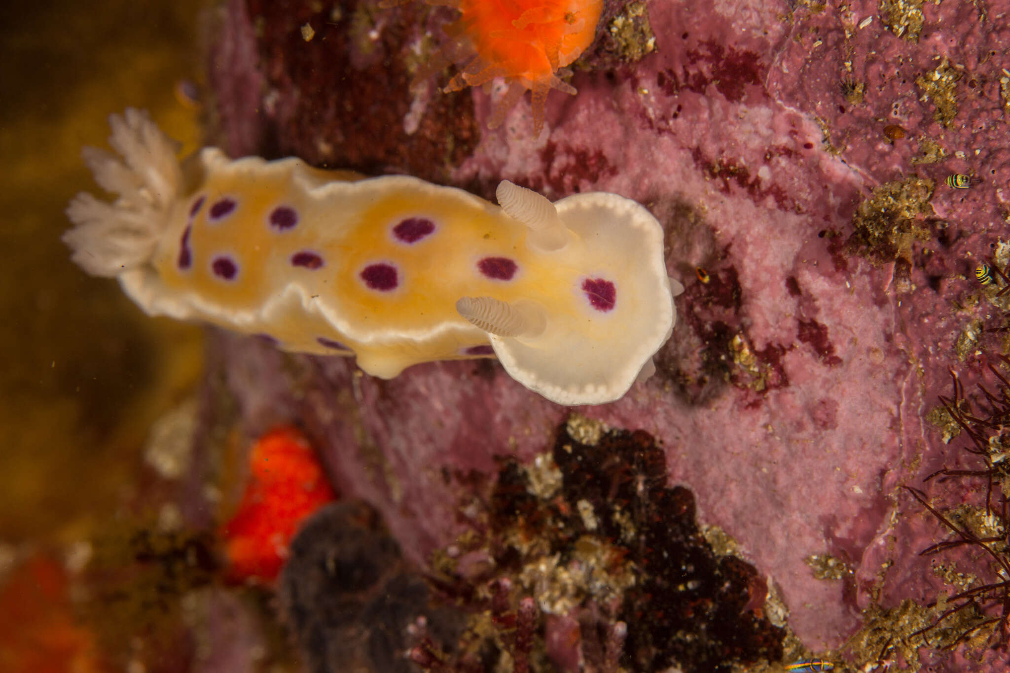 Image of Ceratosoma ingozi Gosliner 1996