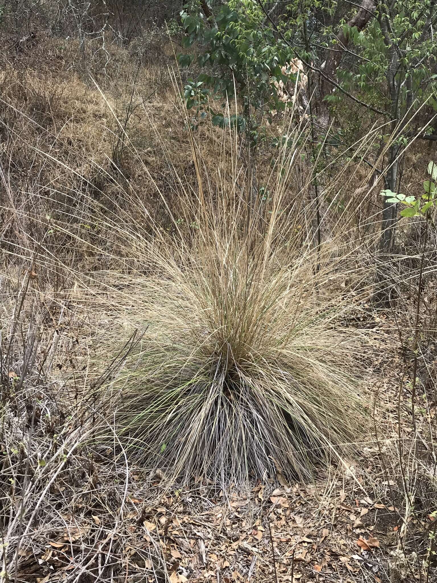 Imagem de Muhlenbergia macroura (Kunth) Hitchc.