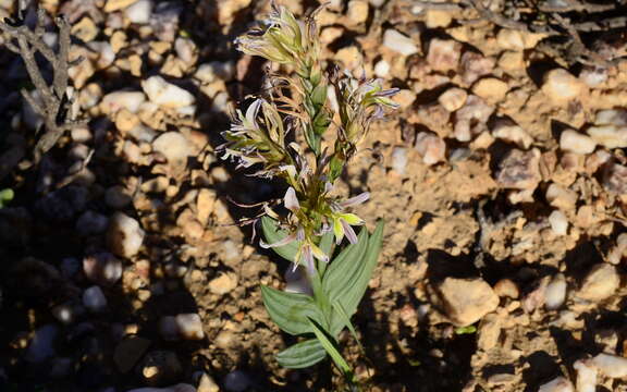 Image of Fanleaf Bobbejaantjie