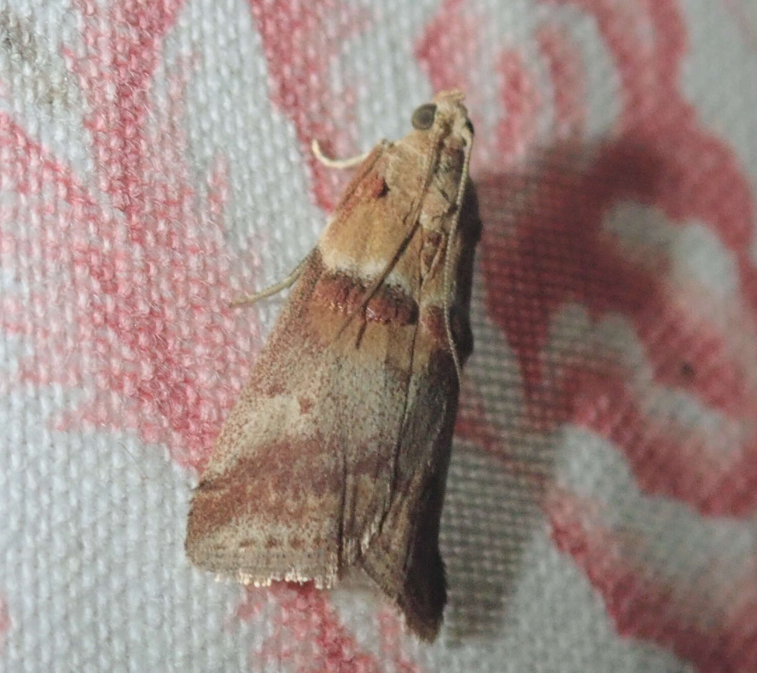 Image of Acrobasis tumidana Schiffermüller 1775