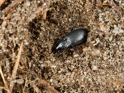 Image de Pterostichus (Hypherpes) californicus (Dejean 1828)