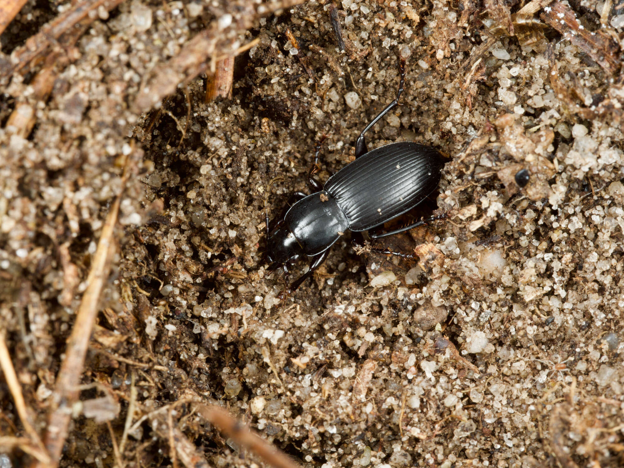 Imagem de Pterostichus (Hypherpes) californicus (Dejean 1828)