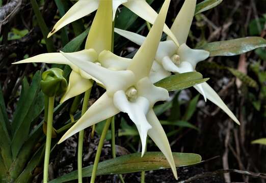 Imagem de Angraecum sesquipedale Thouars