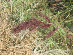 Image of Rice-Field Grass