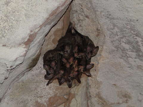 Image of big-eared woolly bat