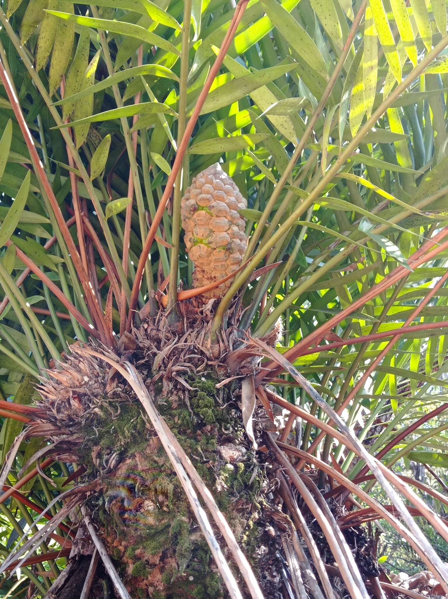 Image of Zamia encephalartoides D. W. Stev.