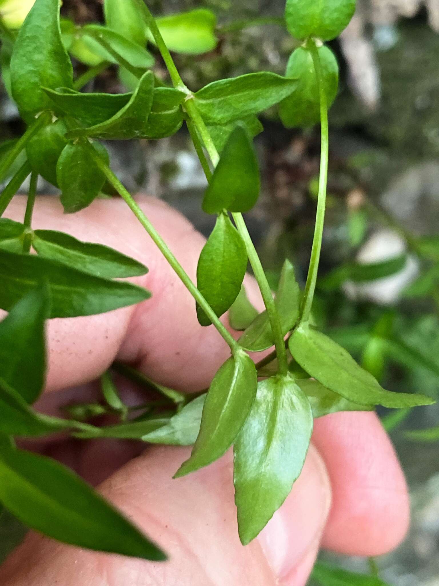 Imagem de Houstonia purpurea var. montana (Small) Terrell