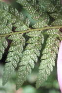 Image of Dudley's swordfern