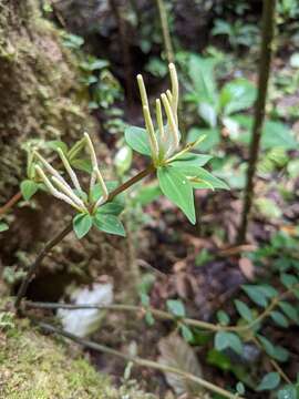 Image of Peperomia palmana C. DC. ex Th. Dur. & Schinz