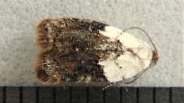 Image of Acleris braunana McDunnough 1934