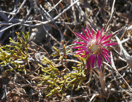 صورة Carlina pygmaea (Post) Holmboe