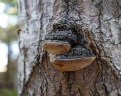 Image of Phellinus tremulae (Bondartsev) Bondartsev & P. N. Borisov 1953