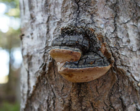 Imagem de Phellinus tremulae (Bondartsev) Bondartsev & P. N. Borisov 1953