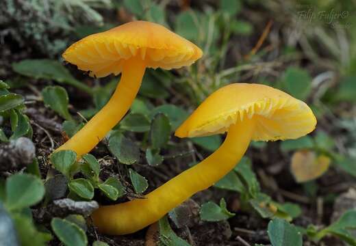 Image of Hygrocybe salicis-herbaceae Kühner 1976