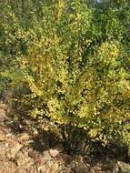 Image of Euphorbia californica Benth.