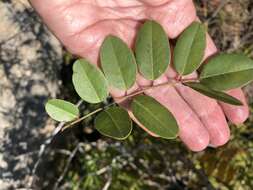 Plancia ëd Amorpha roemeriana Scheele