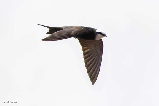 Image of White-headed Saw-wing