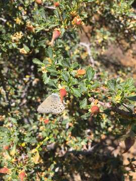 Image of Behrs Hairstreak