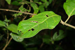 Image de Banisteriopsis caapi (Spruce ex Griseb.) Morton