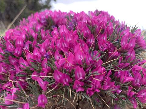 Image of Oxytropis aciphylla Ledeb.