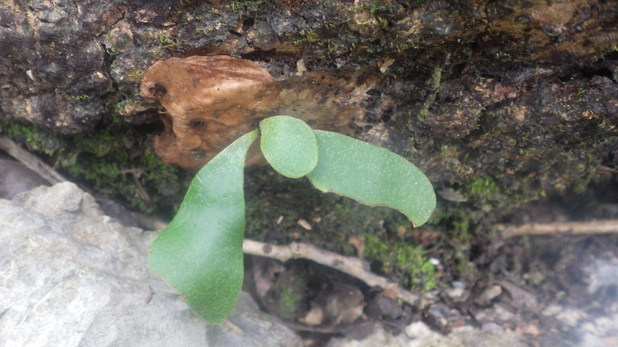 Image of Platycerium quadridichotomum (Bonap.) Tard.
