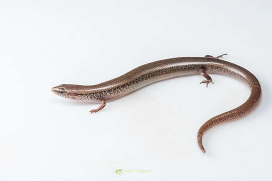 Image of White-spotted Supple Skink