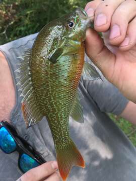 Image of Redbreast Sunfish