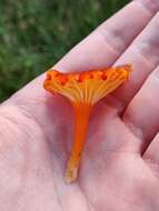 Слика од Hygrocybe coccineocrenata (P. D. Orton) M. M. Moser 1967