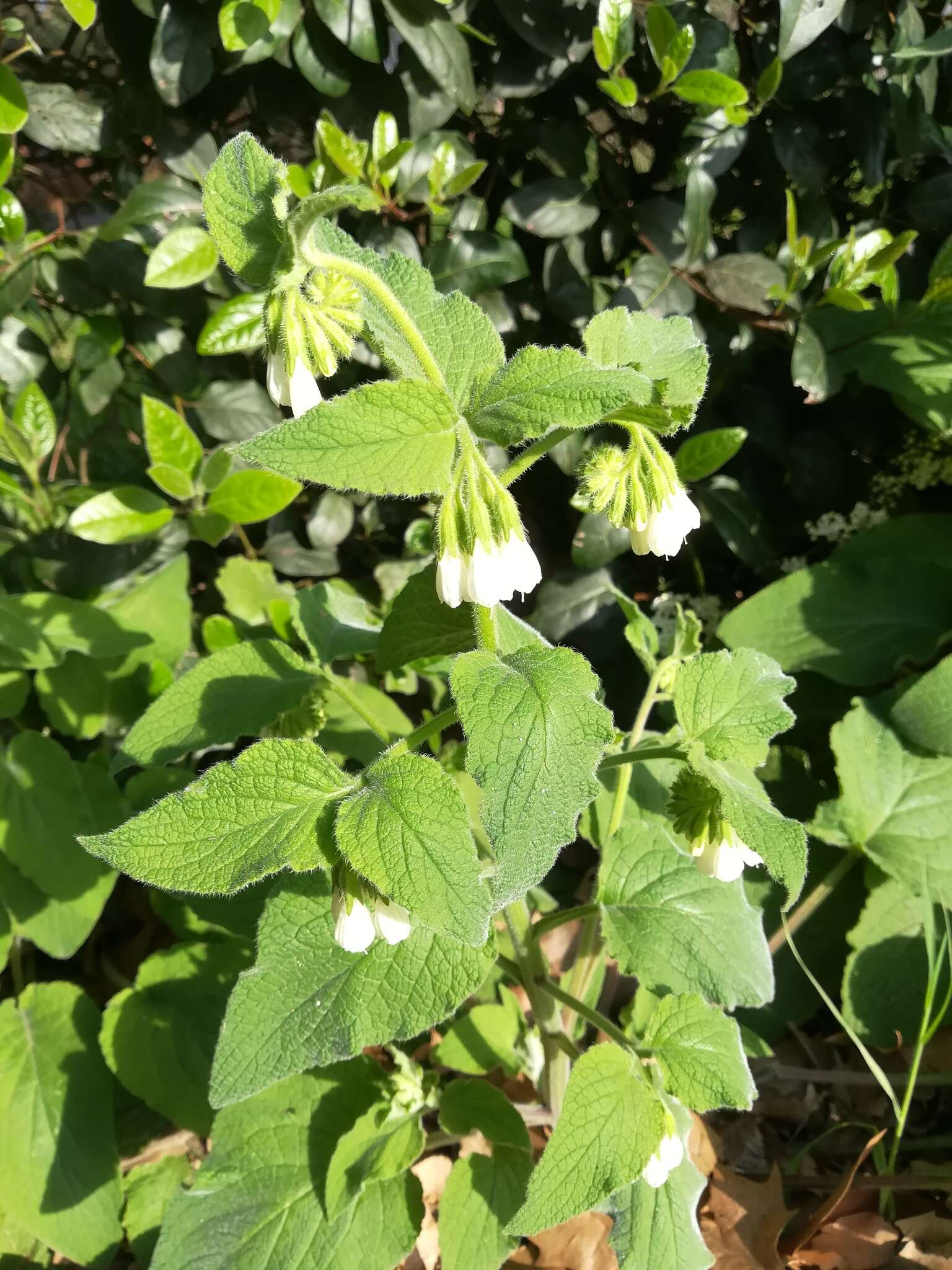 Image of Symphytum orientale L.