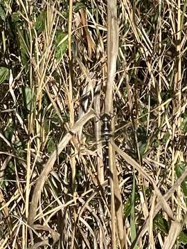 Image of Mountain Tigertail