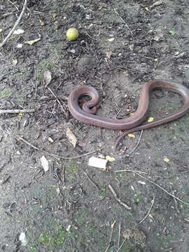 Image of Brown Rainbow Boa