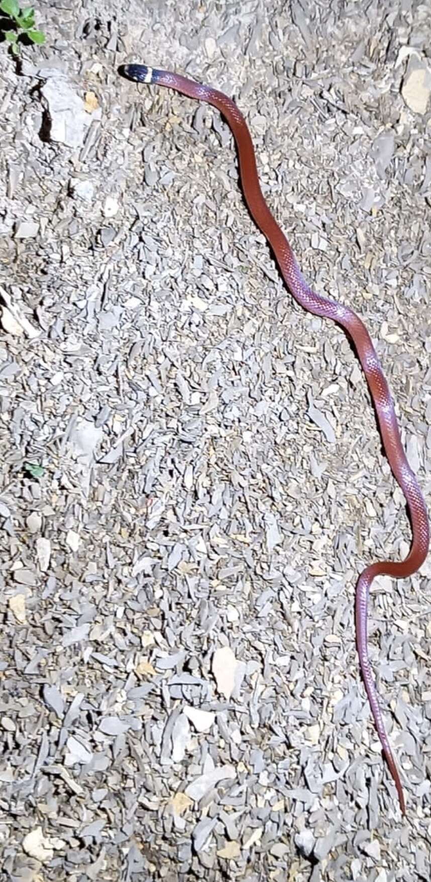 Image of Big Bend Black-headed Snake