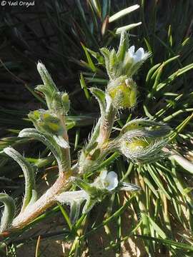 Image of Lappula spinocarpos (Forsk.) Ascherson