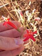 Image of Hypenia macrantha (A. St.-Hil. ex Benth.) Harley